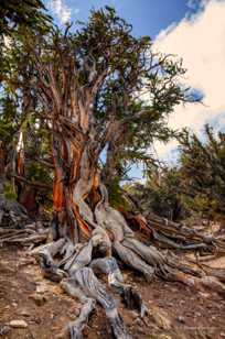 Bristlecone Pine-9115